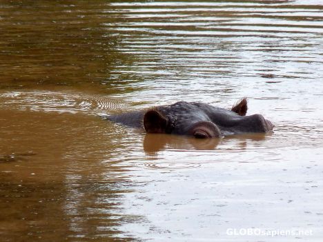 Postcard Hippo