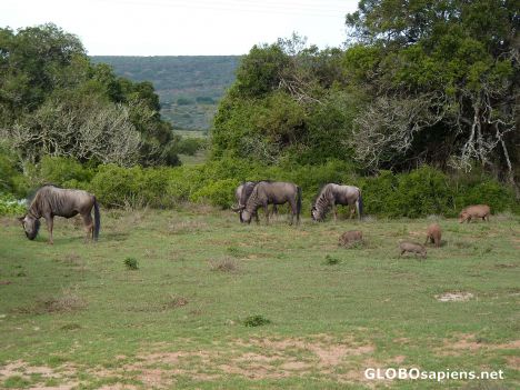 Postcard Wildebeests and warthogs