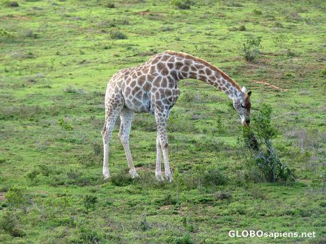Postcard Giraffe