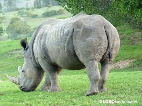 Postcard White Rhino