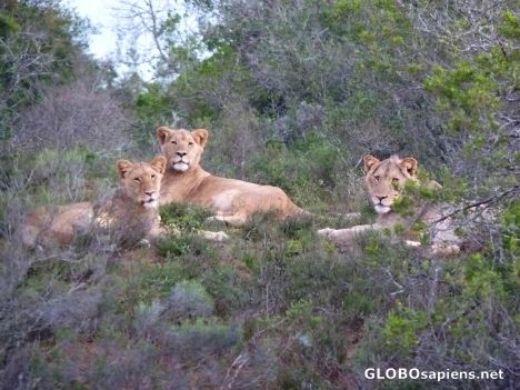 Postcard Three young lions