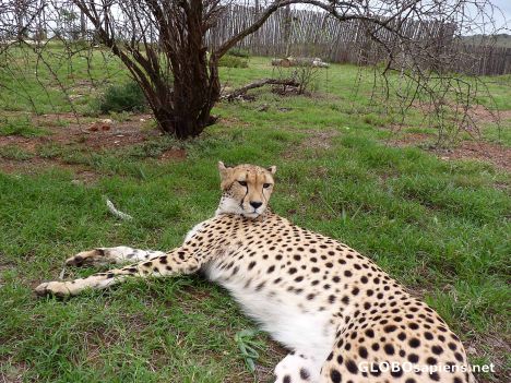 Postcard Cheetah