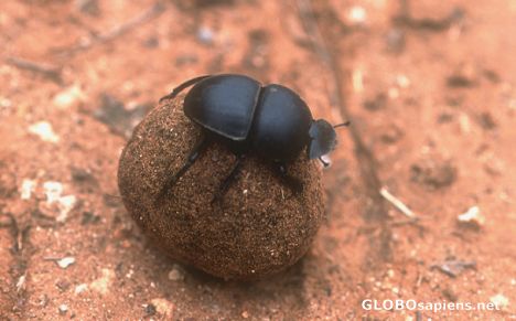 Postcard Dungbeetle