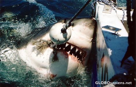Great White Shark
