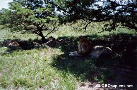 Postcard Lions chillin!!
