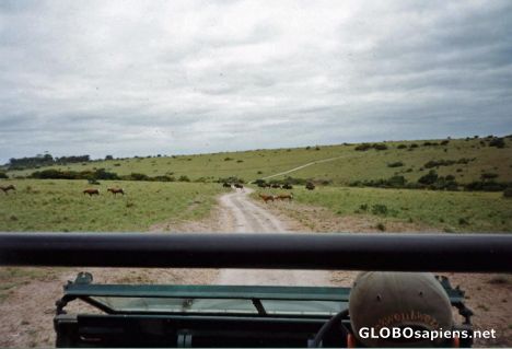 Postcard Beasts crossing!!