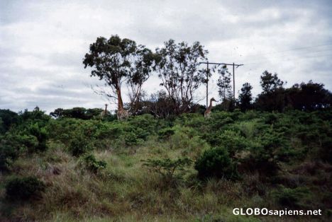 Postcard Giraffs....