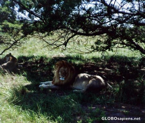 Postcard Big.....Cat.