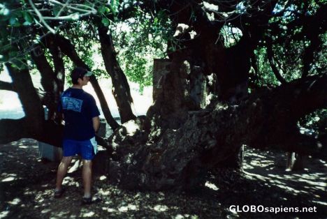 Postcard Some Tree!!