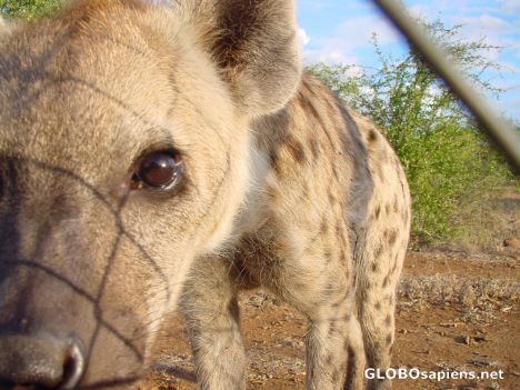 Postcard Close contact with Hyena