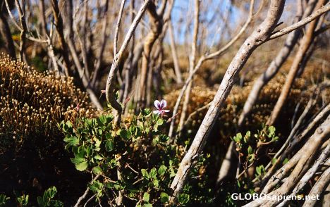 Postcard Flower