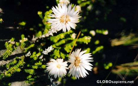 Postcard Flower