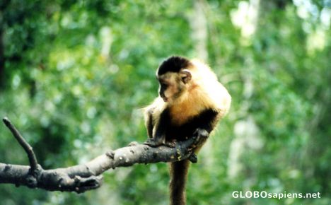 Postcard Monkeyland