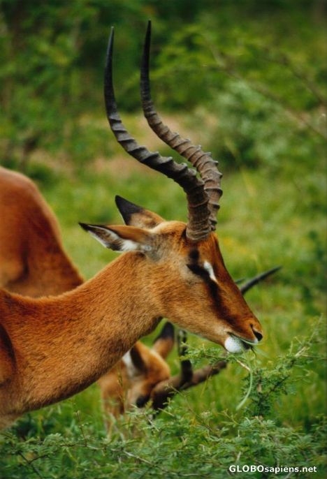 Postcard Impala of Umfolozi.