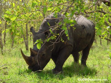 Postcard White rhino