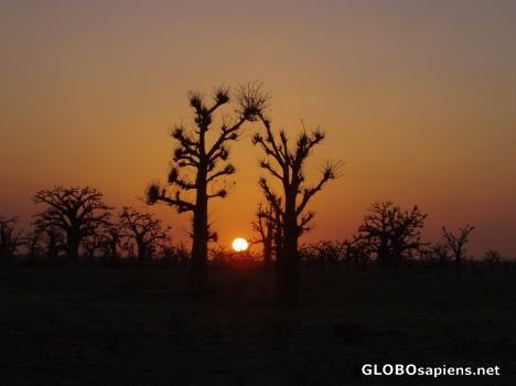 Postcard BAOBABS