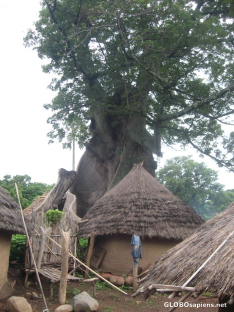 Postcard The holy baobab