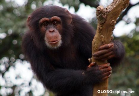 Postcard Chimp in Sierra Leone