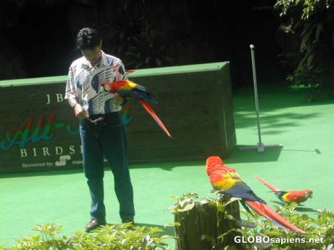 Postcard Birdshow at Jurong Park