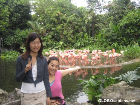 Postcard Julong Bird Park