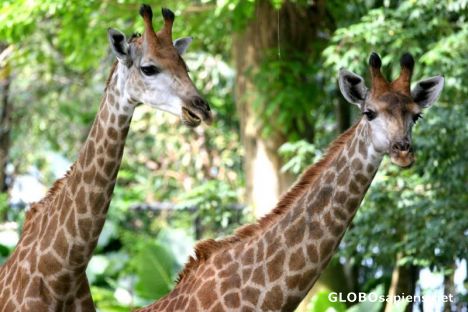 Postcard Giraffes