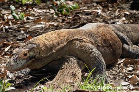 Postcard Komodo Dragon