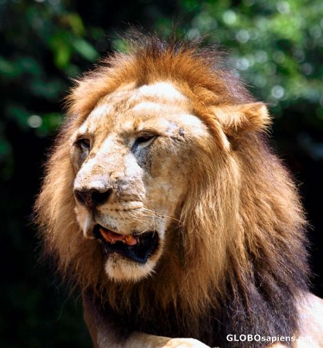 Postcard Lion King!