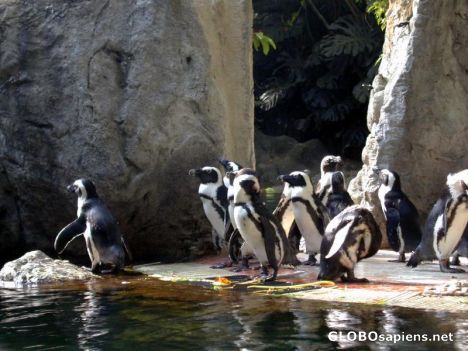 Postcard Penguins