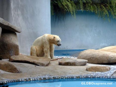 Postcard Polar Bear