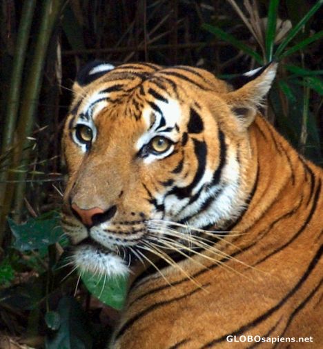 Postcard Siberian Tiger
