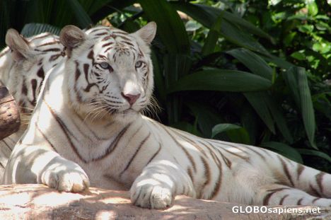Postcard White Tiger