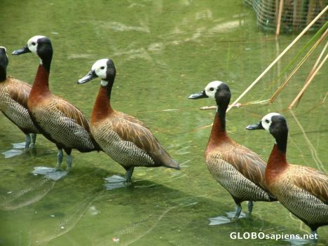Postcard Lining up for a waddle!