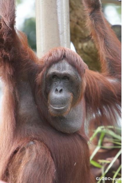 Postcard Orang Utan