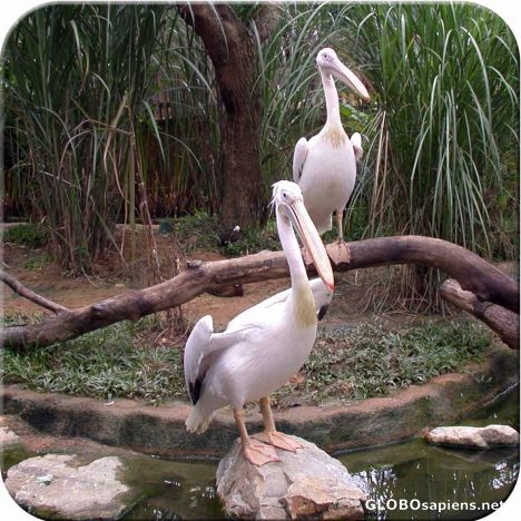 Postcard Bird Park