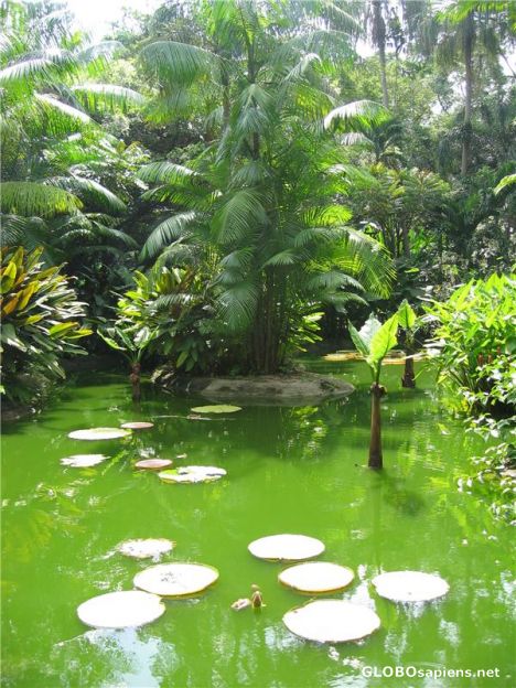 Postcard Orchid World Park