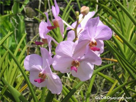 Postcard Singapore Orchids