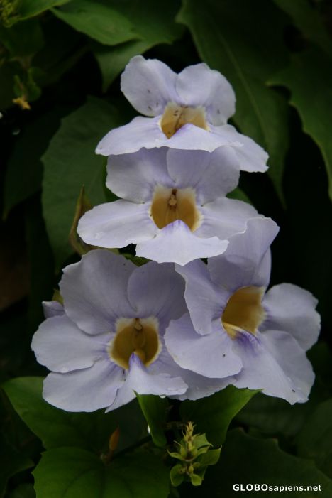 Postcard the morning glory