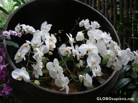 Postcard Orchid in Mist House