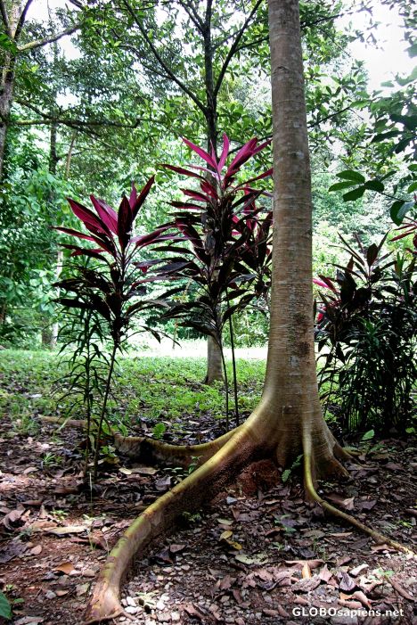 Postcard On the 'Discovery Trail', Pulau Ubin