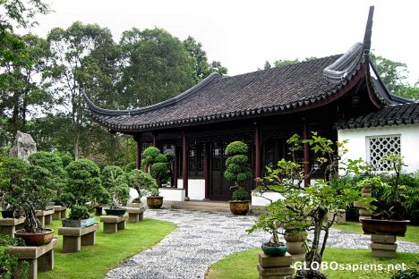 Postcard Chinese Bonsai Garden, Near the Seven-Story Pagoda