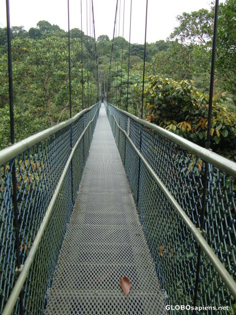 Postcard HSBC Tree Top Walk at Mc Ritchie Reservoir