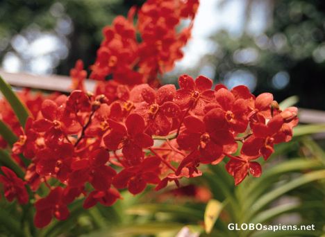 Postcard Tropical Flowers