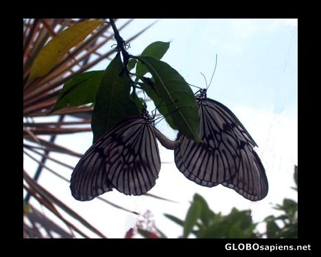 Postcard Butterfly love.