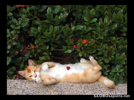 Postcard Street cat .
