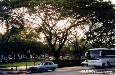 Postcard Manicured trees on Bras Basah Street