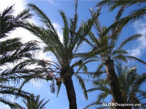 Postcard Palm Trees in Peniscola