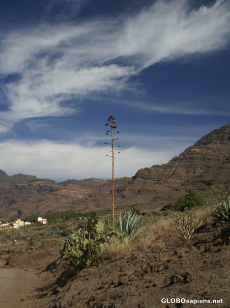 Postcard Agave