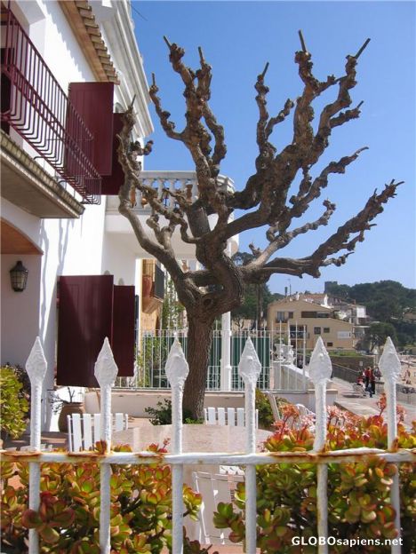 Postcard Perfect Harmony in Calella