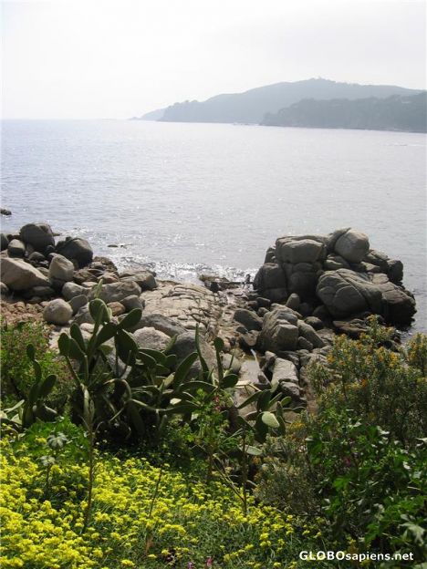 Postcard Spring Flowers on the Coast