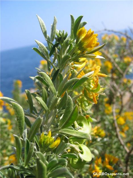 Postcard Flowers on the Coast
